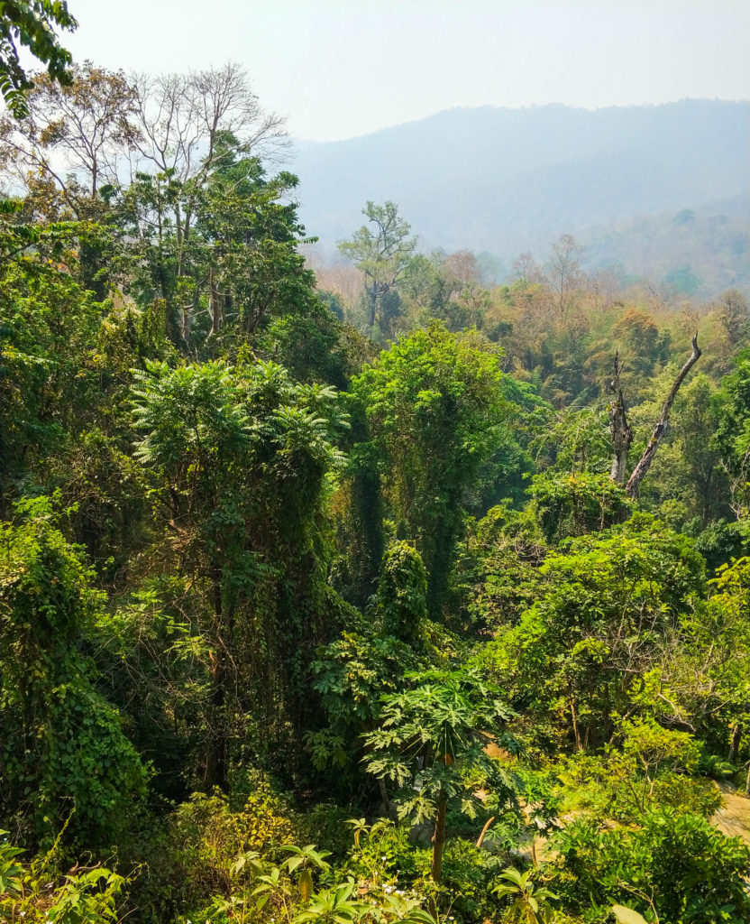 dżungla, Tajlandia