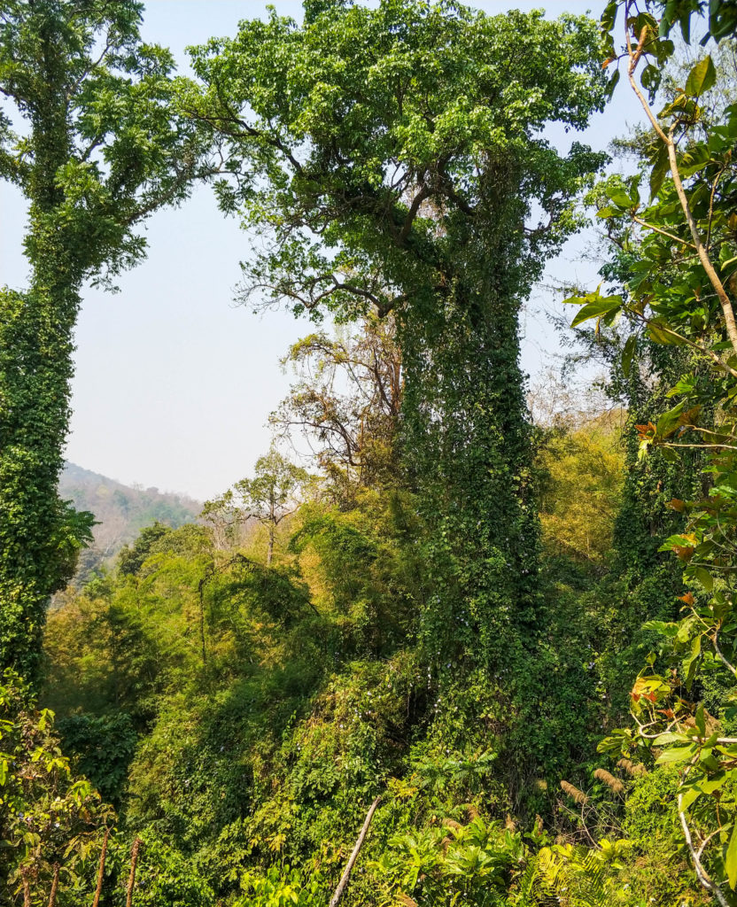 dżungla, Tajlandia